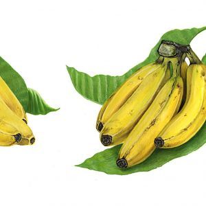 Banane