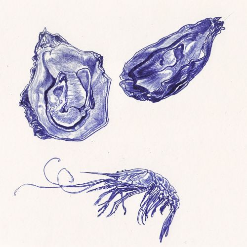 Krill und Austern - Kopierstift, Garnele, Foodillustration