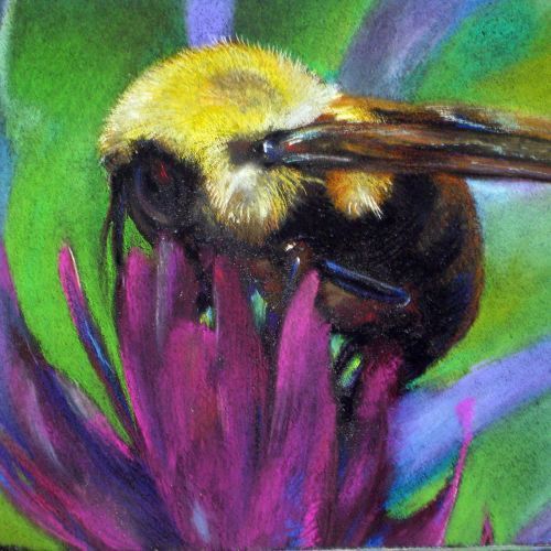 Hummel auf Blüte, Pastellzeichnung