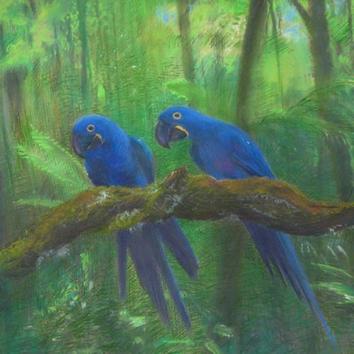 Hyazintharas im Urwald, Papageien