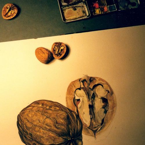 Detailstudie Walnuss, Aquarellzeichnung, Pinselzeichnung