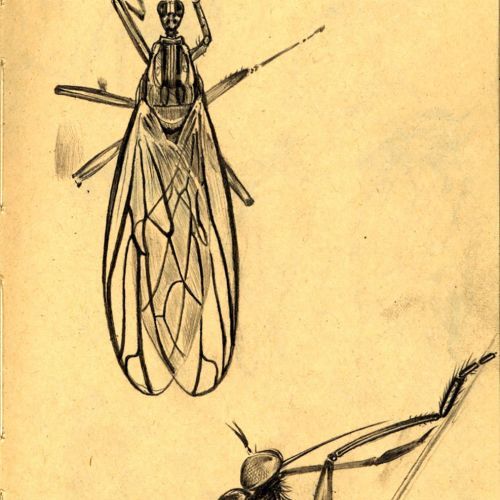 Mücken, Detailstudie, Bleistiftzeichnung