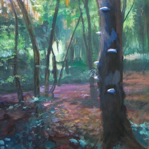 Wald, Gelände, Baumpilze