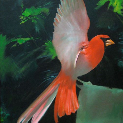 Roter Kardinal, Vogel