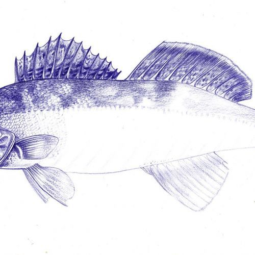 Fisch, Zander, Kopierstift, Zeichnung